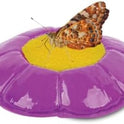 Insect Lore Butterfly Garden Kit, Painted Lady Butterfly Kit with Voucher for Live Caterpillars, Butterfly Habitat, STEM Journal & More Visit the Insect Lore Store - Cart Shape