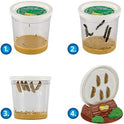 Insect Lore Butterfly Garden Kit, Painted Lady Butterfly Kit with Voucher for Live Caterpillars, Butterfly Habitat, STEM Journal & More Visit the Insect Lore Store - Cart Shape