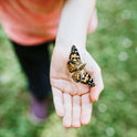 Insect Lore Butterfly Garden Kit, Painted Lady Butterfly Kit with Voucher for Live Caterpillars, Butterfly Habitat, STEM Journal & More Visit the Insect Lore Store - Cart Shape