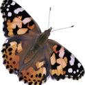 Insect Lore Butterfly Garden Kit, Painted Lady Butterfly Kit with Voucher for Live Caterpillars, Butterfly Habitat, STEM Journal & More Visit the Insect Lore Store - Cart Shape