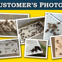 MaxGuard Extra Large Cricket Traps (8 Traps) | Non-Toxic Extra Sticky Glue Board Pre-Baited Cricket Attractant Trap & Kill House Crickets, Insects, Spiders, Bugs