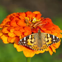 Insect Lore Butterfly Garden Kit, Painted Lady Butterfly Kit with Voucher for Live Caterpillars, Butterfly Habitat, STEM Journal & More Visit the Insect Lore Store - Cart Shape