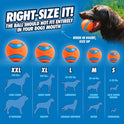 Chuckit! Dog Ball Launcher - Sport 12" with Medium (2.5"), Dog Fetch Ball Thrower, For Dogs 20-60 Pounds, Made in USA