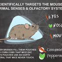 Grandpa Gus's Rodent Repellent Spray, Peppermint & Cinnamon Oil, Prevents Mouse/Rats from Nesting & Chewing on Wires, 16 fl oz (Pack of 1)