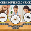 MaxGuard Extra Large Cricket Traps (8 Traps) | Non-Toxic Extra Sticky Glue Board Pre-Baited Cricket Attractant Trap & Kill House Crickets, Insects, Spiders, Bugs