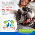 Plus Flea & Tick Shampoo with Precor for Cats, Kittens, Dogs & Puppies Over 12 Weeks Of Age Sensitive Skin Flea Treatment | Kills Adult Fleas, Flea Eggs, Ticks, and Lice| 12 Ounces