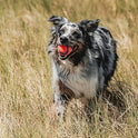 Chuckit! Ultra Ball Dog Toy - Medium Bouncy Fetch Balls For Dogs 20-60 lbs - Made from Durable Rubber - Floating Water Pet Toys - Size Medium - 2.5-inch Diameter - Pack of 2